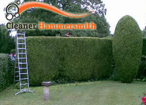 Hedge Maintenance Hammermith